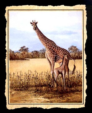 Afrik 1